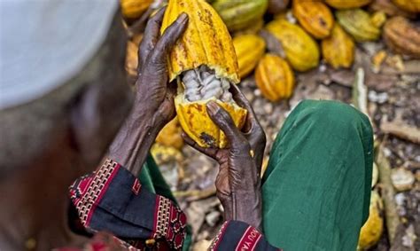 ICCO Sounds Alarm As Swollen Shoot Disease Ravages Ghanas Cocoa