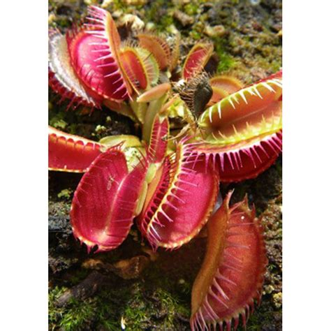 Carnivorous Plants Seeds Dionaea Muscipula Louchapates