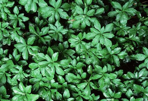 Japanese Pachysandra (Terminalis) - Spurge Ground Cover