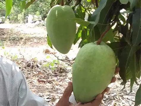 Mango Season Is Here Read About The Costliest Varieties Grown In India