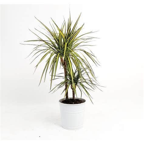 Fidan Burada Dracaena Marginata Sunray G Vdeli Cm Fiyat