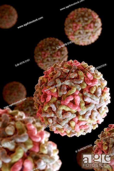 Structure Of Sindbis Virus PDB 1LD4 SINV Is A Member Of The