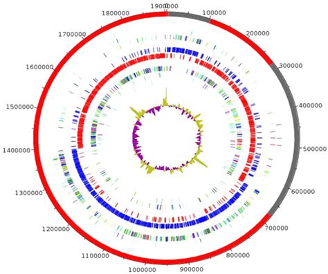 Graphical Circular Map Of The Genome From Outside To The Center