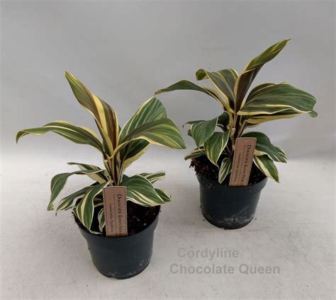 Cordyline Fruticosa Chocolate Queen Plant Wholesale FlorAccess