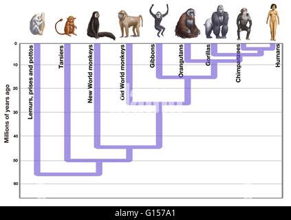 Human evolution diagram. Artwork showing the evolution of humans from ...