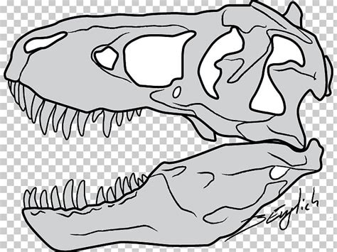 Tyrannosaurus Drawing Skull Dinosaur Sketch Png Clipart Beak Black And White Bone