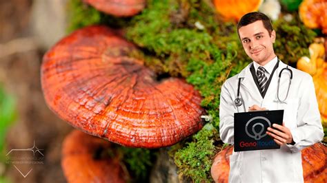 Beneficios Medicinales Del Ganoderma Lucidum YouTube