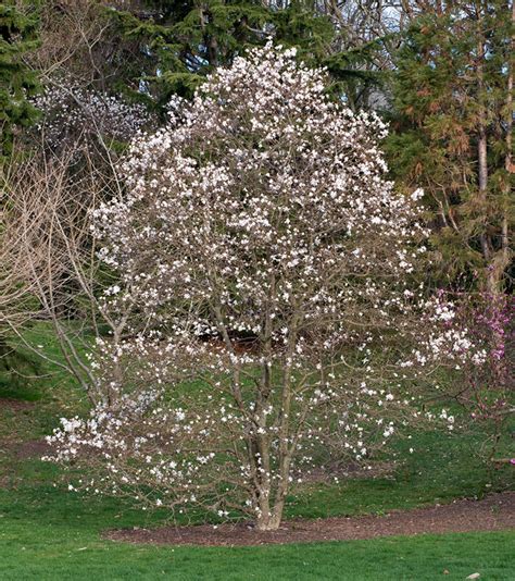 Magnolia stellata 'Centennial' - White Star Magnolia for sale - Red ...