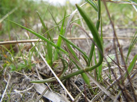 Islay Natural History Trust Lesser Spearwort Ranunculus Flammula