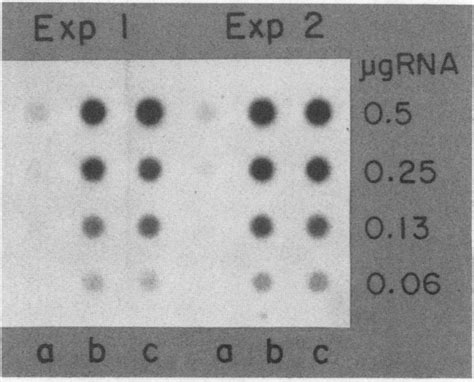 Dot Blot Of Poly A Rna Hybridized To 32p Labeled 1 28 In Two