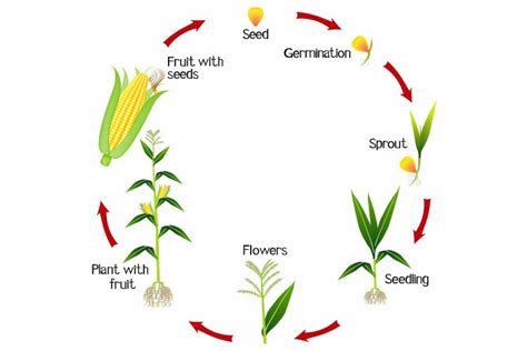 Life Cycle Corn Plant Connonaitanose