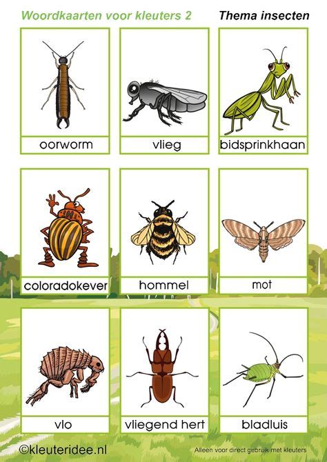 130 ideeën over Thema kriebelbeestjes insecten in 2021 thema