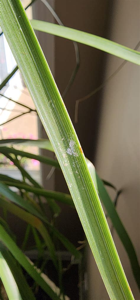 What is this on my pony palm leaves?!?!!? Please help!!!!! : r/plantclinic