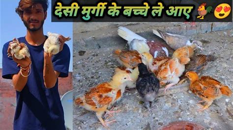 Desi Murgi Ke Bacche Le Aaye Pets Vlog Harshpigeontips Birds