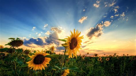 Sunflower Sunset HD Wallpapers - Top Free Sunflower Sunset HD ...