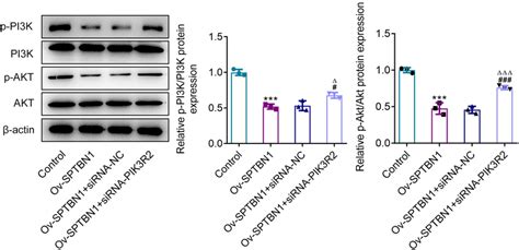 Sptbn Inhibited Pi K Akt Signaling Expression In Raflss Via Pik R