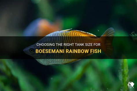 Choosing The Right Tank Size For Boesemani Rainbow Fish | PetShun