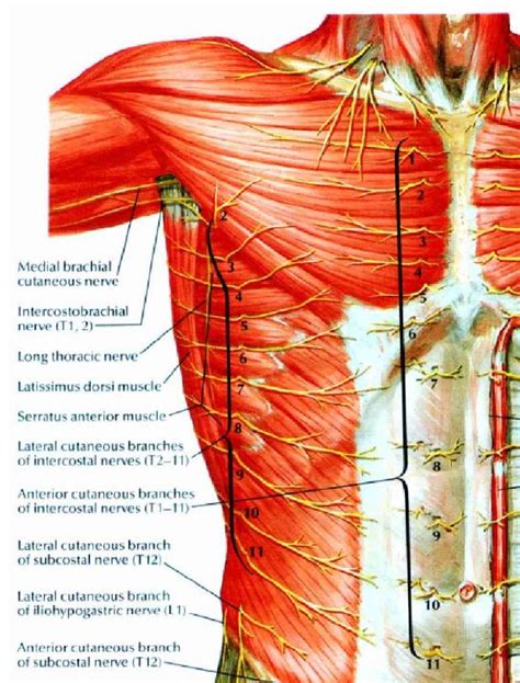 Anatomy Of Chest Wall : File:Mediastinal structures on chest X-ray ...