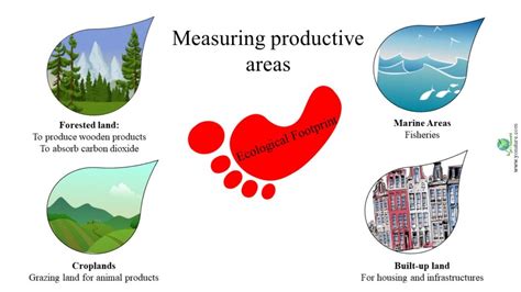 The Concept Of Ecological Footprint Explained Yo Nature