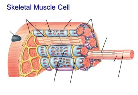 Muscle cell diagram Diagram | Quizlet