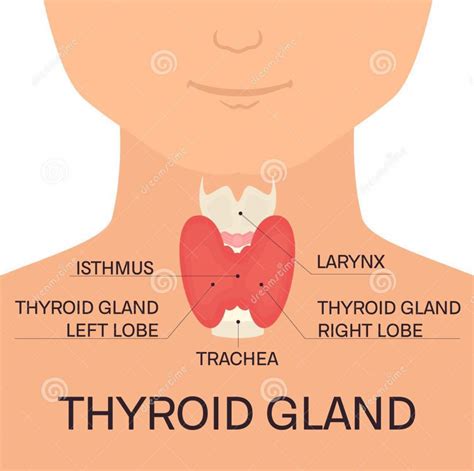 thyroid-gland-guide | JADa Therapy