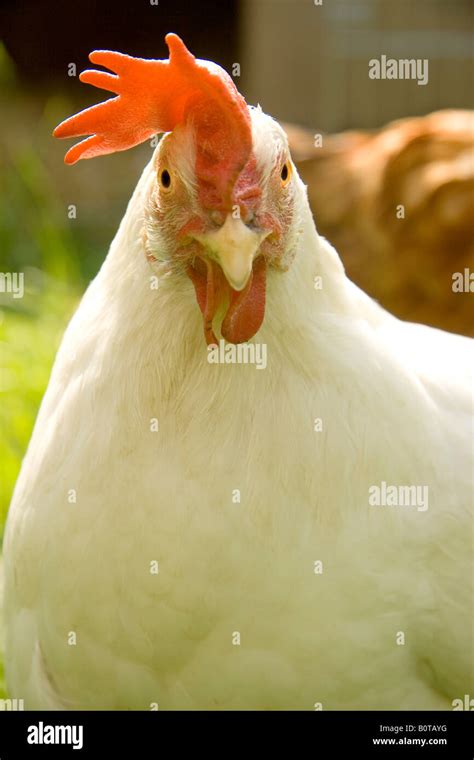 Closeup Of White Leghorn Breed Of Chicken Gallus Gallus Domesticus In