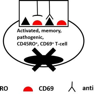 Selective Destruction Of An Activated Pathogenic Memory T Cell Due To