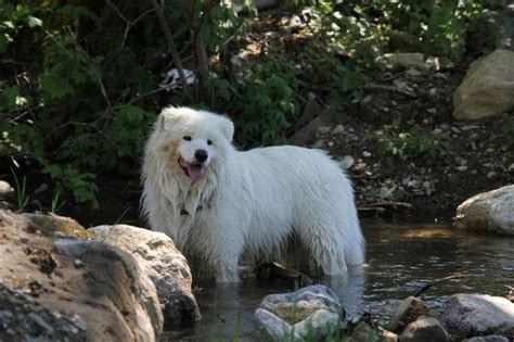 Samoiedo Il Cane Delle Nevi Amica Veterinaria