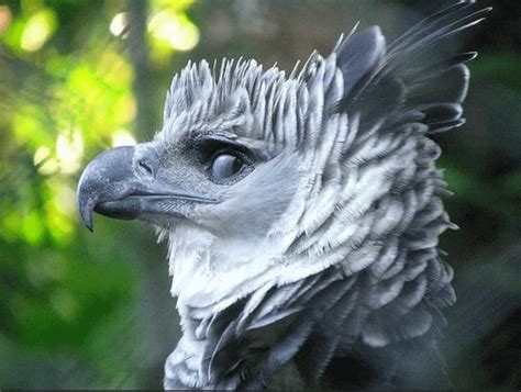 🔥the Harpy Eagle🔥 R Natureisfuckinglit