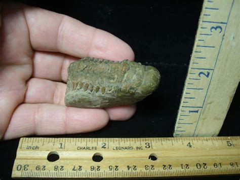 Fossilized Trilobite Crotalocephalina A The Stones Bones