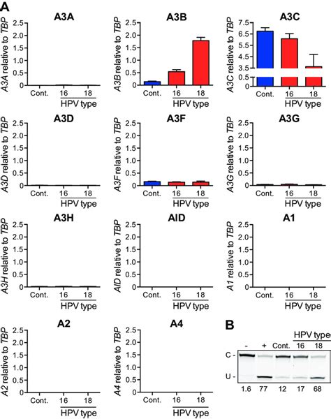 Apobec3b Upregulation By Transfection Of Full Length Hpv Genomes A