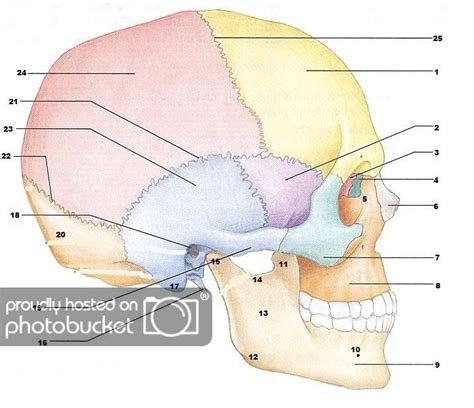 Blank Skull Diagrams Free Worksheets Samples