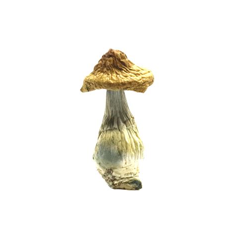 Mushrooms Dried Blue Meanie Magic Mushrooms