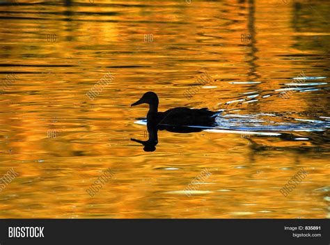 Duck Silhouette Stock Photo & Stock Images | Bigstock