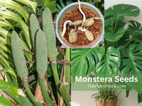 Monstera Seeds: Germination, Caring, Collecting, & All - The Plant Pedia