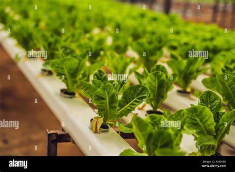 Hydroponic Vegetables Salad Farm Hydroponics Method Of Growing Plants