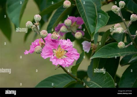 Queen Crepe Myrtle Flower Stock Photo Alamy