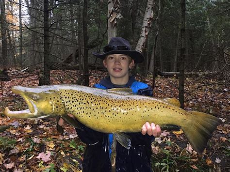 Giant Great Lakes Brown Trout