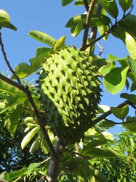 Soursop - tropical fruit of Sri Lanka