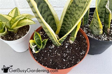 Snake Plant Soil: How To Choose The Best Sansevieria Potting Mix