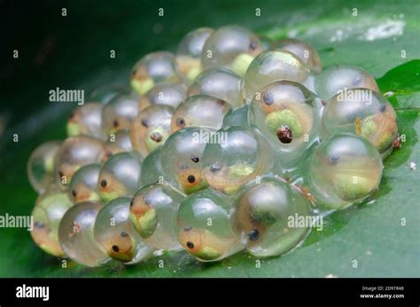 Red Eyed Tree Frog Eggs Agalychnis Callidryas El Ocote Biosphere