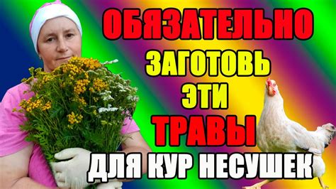 Обязательно заготовь эти травы на зиму для кур несушек. - YouTube