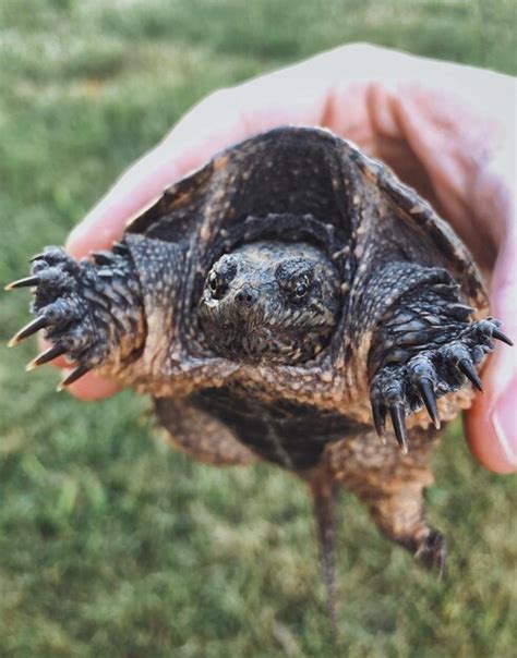 Premium Photo Close Up Of Hand Holding Turtle