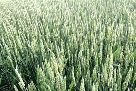 New research on yield response to wheat leaf architecture - Wheat