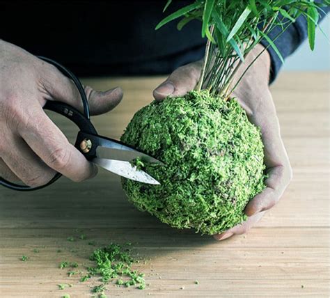 Plante déco réalisation d un kokedama pas à pas Plante Planter des