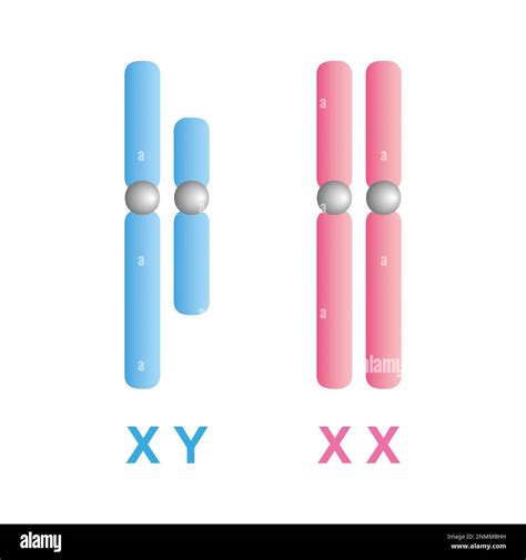 Human Sex Chromosomes Illustration Stock Photo Alamy