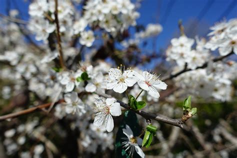 Spring Blossom Annecy Le Vieux Guilhem Vellut Flickr