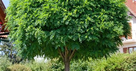 Robinia Pseudoacacia BAUHAUS E Business GmbH Co KG