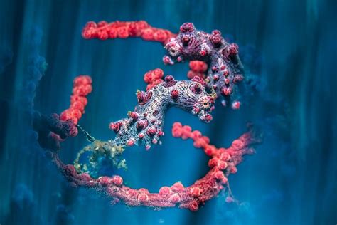 Eerie photograph captures whales hunted off Greenland lying in their ...