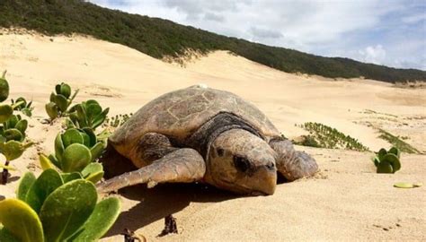 Tortuga Golfina Características Hábitat Vida Y Más